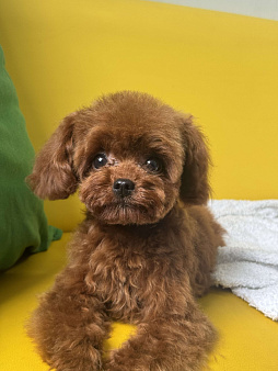 Тедди пудель девочка 10 месяцев , импорт Китай , невероятно красивая, густая шерсть