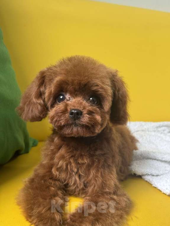 Собаки в Ейске: Тедди пудель девочка 7 месяцев , импорт Китай , невероятно красивая, густая шерсть  Девочка, 370 000 руб. - фото 7