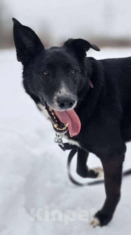 Собаки в Королеве: Разрешите представить красавчика Добби! Мальчик, Бесплатно - фото 8