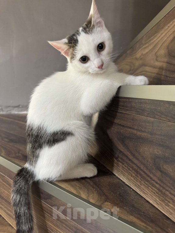 Кошки в Москве: Мия  Девочка, Бесплатно - фото 6