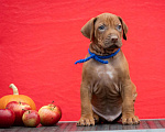 Собаки в Москве: Щенки родезийского риджбека Мальчик, Бесплатно - фото 1