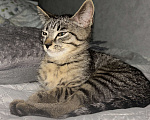 Кошки в Ижевске: Котенок в добрые руки  Мальчик, Бесплатно - фото 5