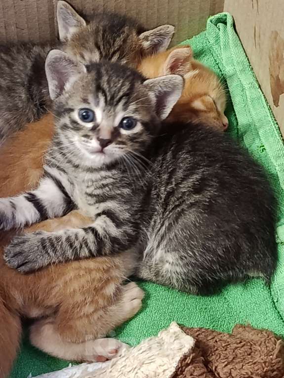 Кошки в других городах Московской области: Курильски бобтейл мальчишки Мальчик, Бесплатно - фото 2