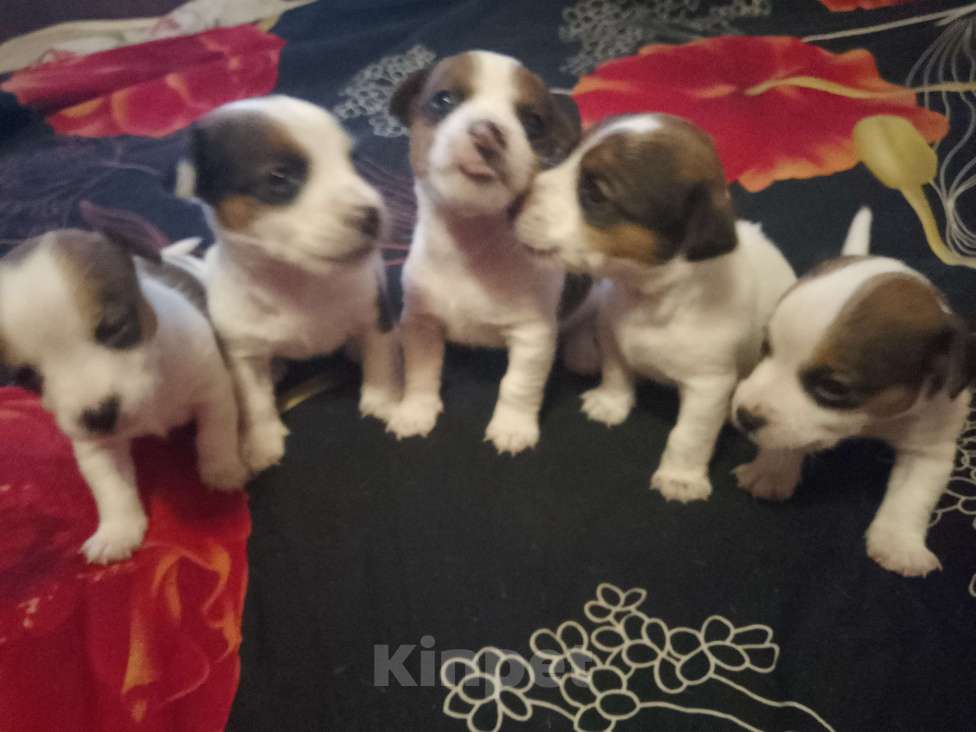 Собаки в Щелково: Щенки(мальчики) Мальчик, 20 000 руб. - фото 2