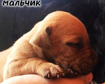 Собаки в Рязани: Щенки АПБТ Разнополые, Бесплатно - фото 1