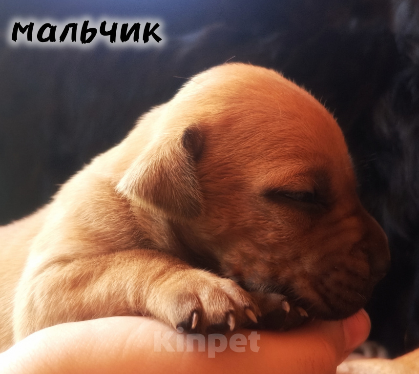 Собаки в Рязани: Щенки АПБТ Разнополые, Бесплатно - фото 1