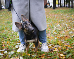 Собаки в Санкт-Петербурге: Небольшая забавная собачка ищет дом Девочка, Бесплатно - фото 3