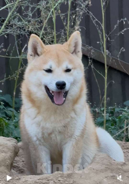 Собаки в Балашихе: Мальчик сиба Мальчик, 40 000 руб. - фото 2