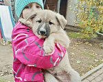 Собаки в других городах Ленинградской области: Лохматые друзья дворянских кровей в добрые руки Мальчик, Бесплатно - фото 5