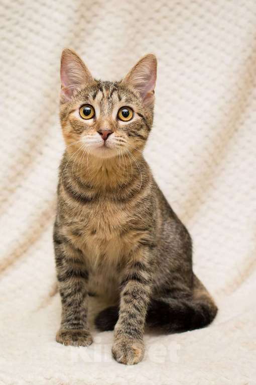 Кошки в Москве: Полосатая трехцветочка котёнок Теюшка в дар Девочка, 1 руб. - фото 9