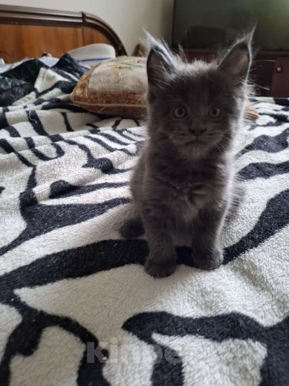Кошки в Москве: Голубой мальчик Мальчик, 20 000 руб. - фото 3