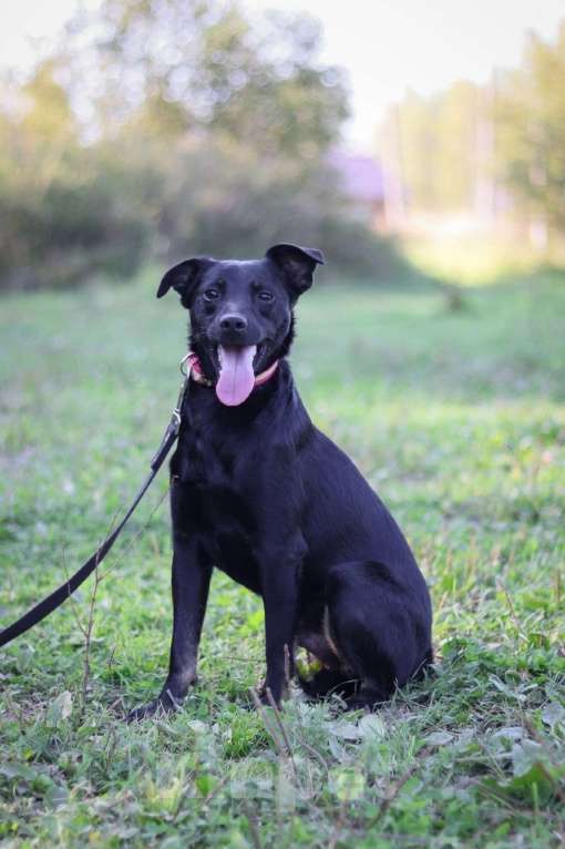 Собаки в Чехове: Маленькая собачка Рони в добрые руки Мальчик, Бесплатно - фото 2