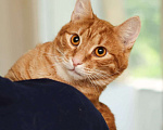 Кошки в Москве: Рыжий котик Лео в добрые руки Мальчик, 100 руб. - фото 2