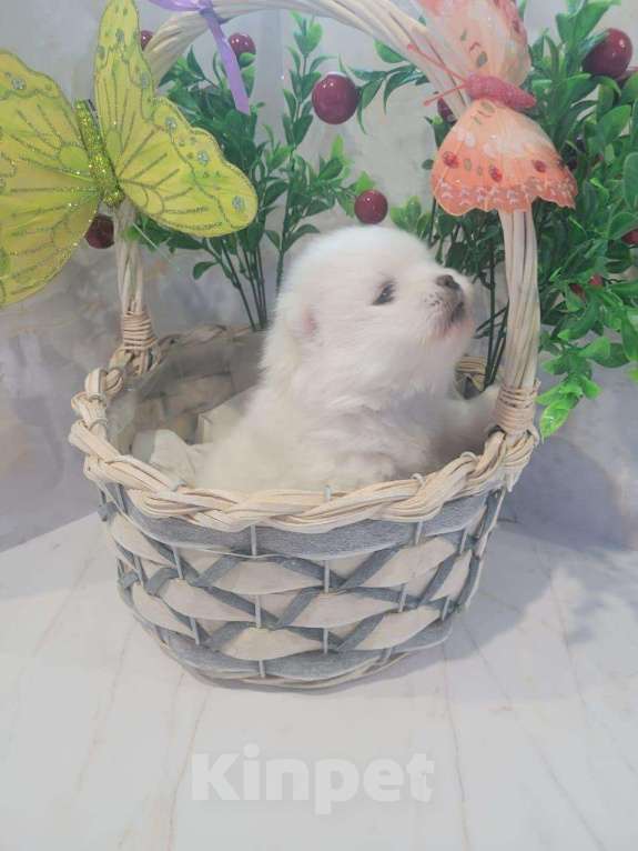 Собаки в Канске: Бронь Девочка, Бесплатно - фото 1