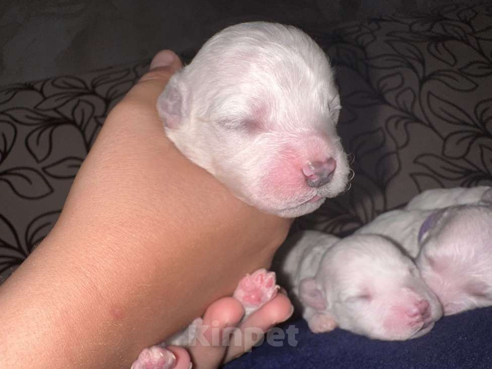 Собаки в Оренбурге: Бишон Фризе малыш Мальчик, 45 000 руб. - фото 2