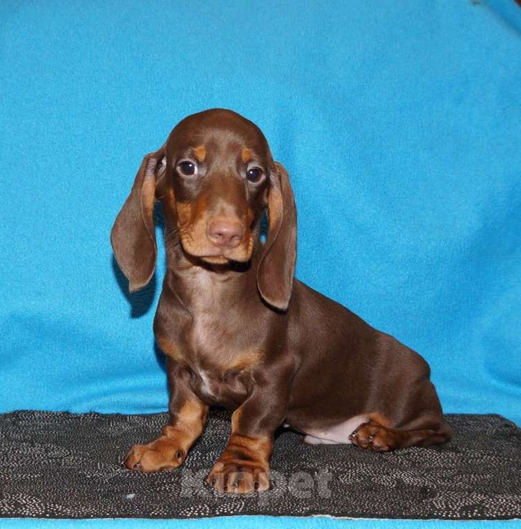 Собаки в Иваново: Такса стандартная г-ш. РКФ Мальчик, 50 000 руб. - фото 2