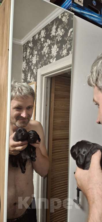 Собаки в Москве: Щенок девочка русский охотничий спаниель  чистокровный Девочка, 10 000 руб. - фото 8