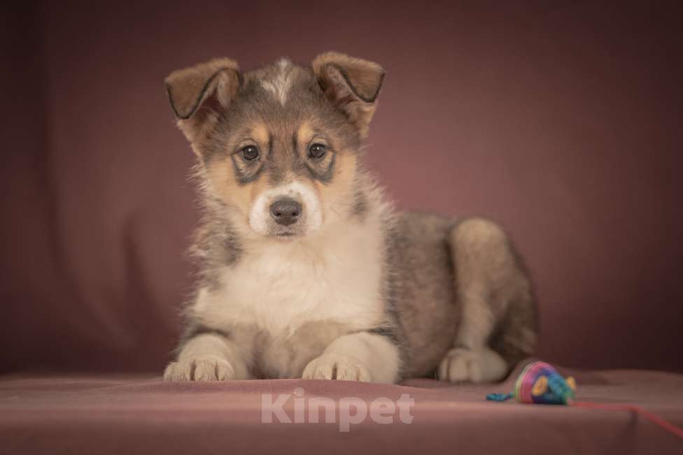 Собаки в Клине: Зорро — дружелюбный крепыш, который готов любить вас всем своим щенячьим сердцем Мальчик, Бесплатно - фото 1