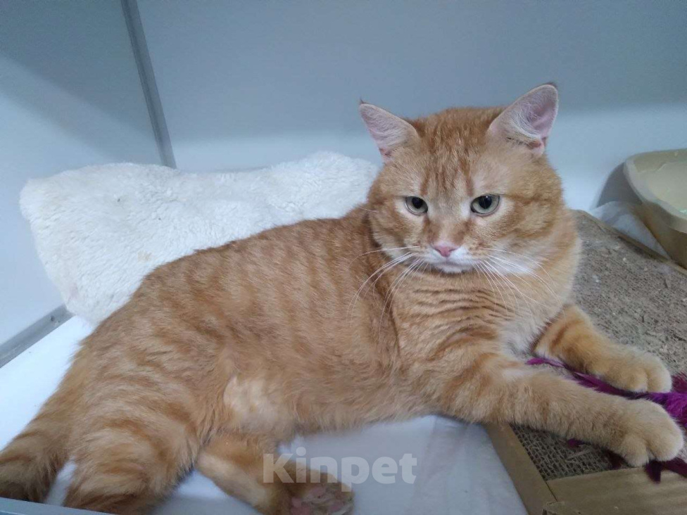 Кошки в Москве: Солнечный Рыжик ищет родителей Мальчик, Бесплатно - фото 3