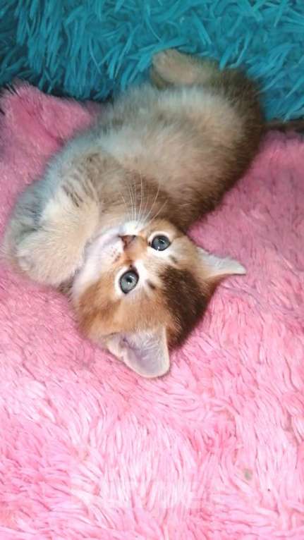 Кошки в Москве: Шотландские котята шиншилла  Девочка, 20 000 руб. - фото 3