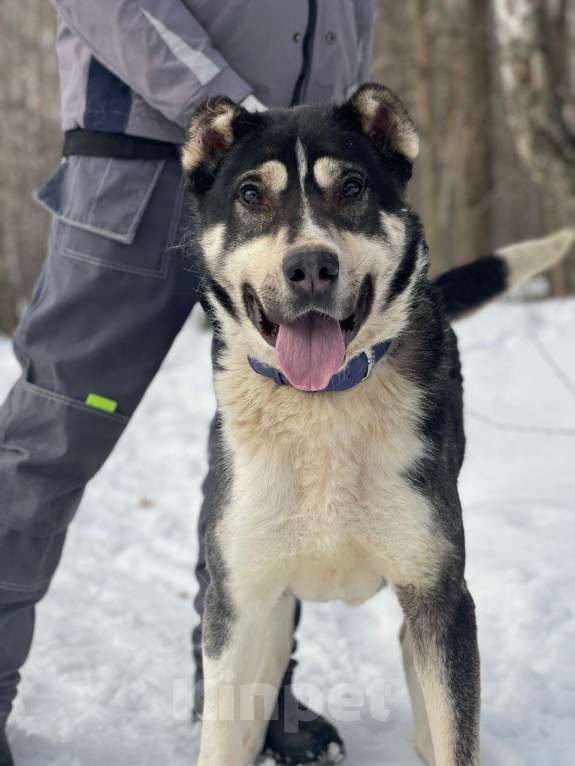 Собаки в Видном: Алабай Микаса, 1,5 года Девочка, Бесплатно - фото 3