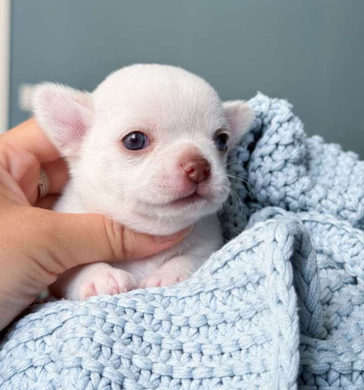 Собаки в Москве: Девочка белая чихуахуа  Девочка, 65 000 руб. - фото 2