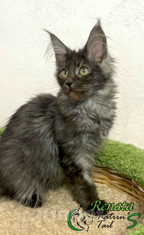 Кошки в Санкт-Петербурге: Девочка Мейн-Кун Черный дым Девочка, 30 000 руб. - фото 2