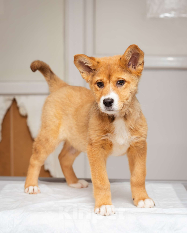 Собаки в Москве: Щенок-девочка ищет дом Девочка, Бесплатно - фото 7