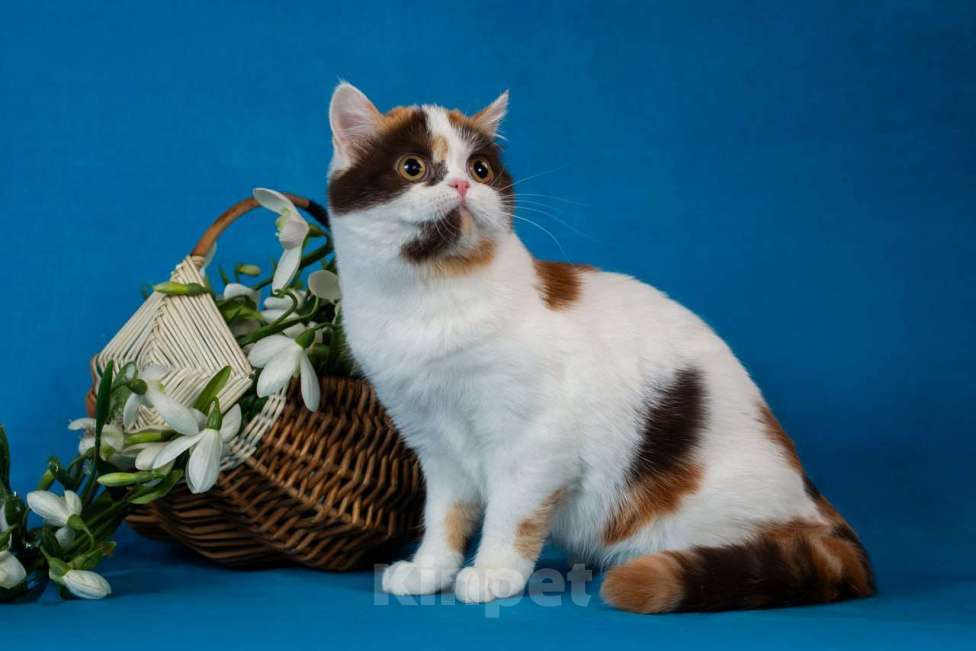 Кошки в Санкт-Петербурге: Шотландская прямоухая кошка Девочка, Бесплатно - фото 1