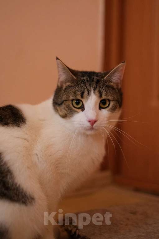 Кошки в Санкт-Петербурге: Тëма из приюта в добрые руки Мальчик, Бесплатно - фото 8