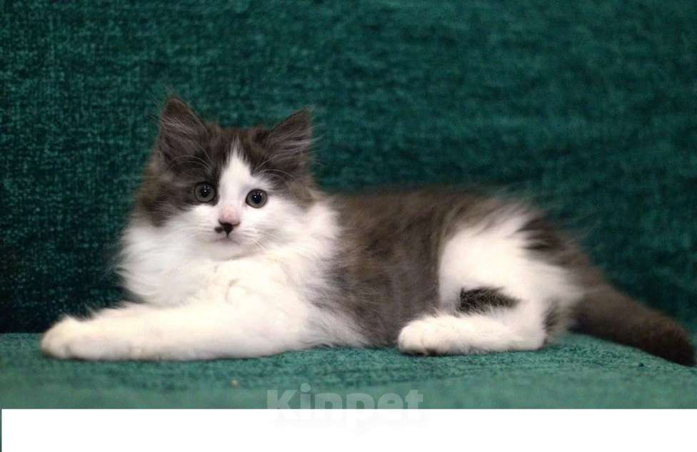 Кошки в Санкт-Петербурге: сибирский котенок с документами Мальчик, 30 000 руб. - фото 6