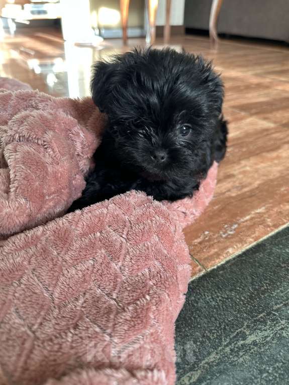 Собаки в Гатчине: Девочка1 Девочка, 150 000 руб. - фото 2