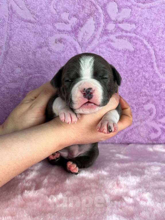 Собаки в Москве: Шикарная девочка амстаффа Девочка, 120 000 руб. - фото 8