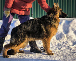 Собаки в Зарайске: Продам щенка немецкой овчарки д ш. Девочки Девочка, 70 000 руб. - фото 2