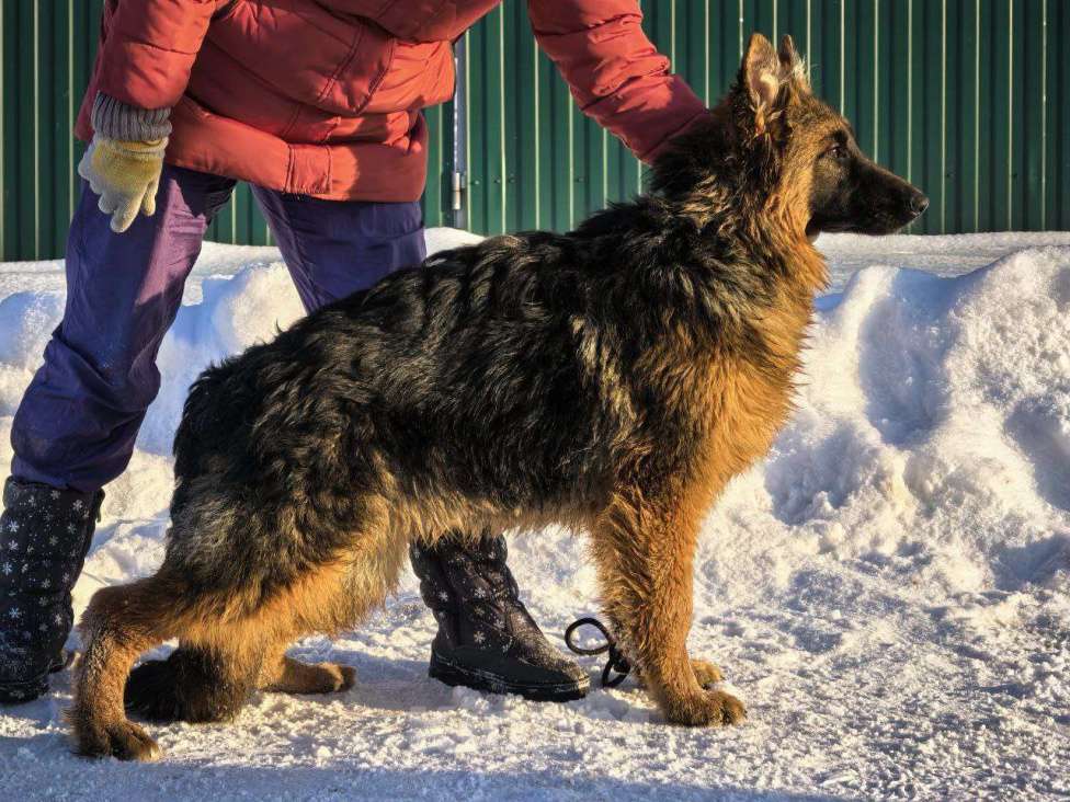 Собаки в Зарайске: Продам щенка немецкой овчарки д ш. Девочки Девочка, 70 000 руб. - фото 2