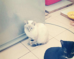 Кошки в Духовщине: Котенок, 100 руб. - фото 8