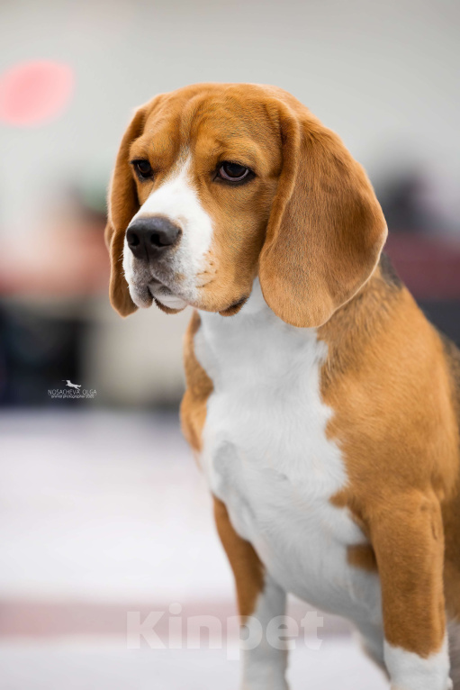 Собаки в Москве: Красивый, темпераментный Бигль ищет невест Мальчик, Бесплатно - фото 4