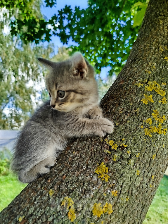 Кошки в других городах Московской области: Котёнок -крысолов Девочка, 3 000 руб. - фото 3