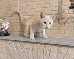 Кошки в Волгограде: Котята в добрые руки и ответственные руки Разнополые, Бесплатно - фото 4