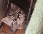 Кошки в Санкт-Петербурге: Экзотический котенок Мальчик, Бесплатно - фото 1
