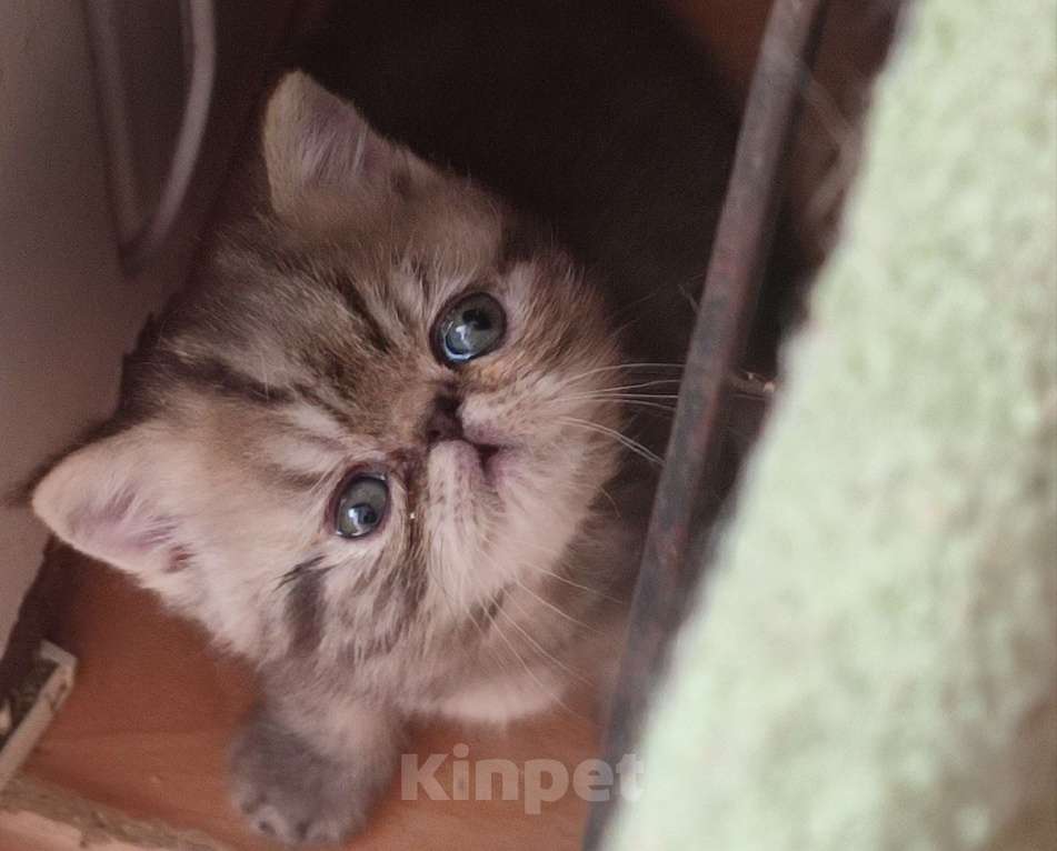 Кошки в Санкт-Петербурге: Экзотический котенок Мальчик, Бесплатно - фото 1