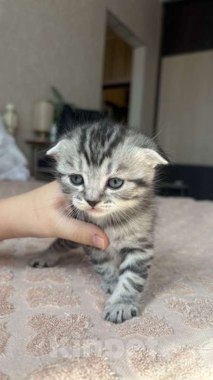 Кошки в Сургуте: Милый котенок ищет семью Мальчик, 15 000 руб. - фото 2