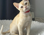 Кошки в Москве: Бурма. Котенок. Девочка в редком окрасе. Девочка, 55 000 руб. - фото 1