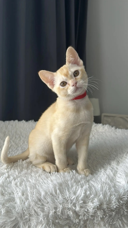 Кошки в Москве: Бурма. Котенок. Девочка в редком окрасе. Девочка, 55 000 руб. - фото 1