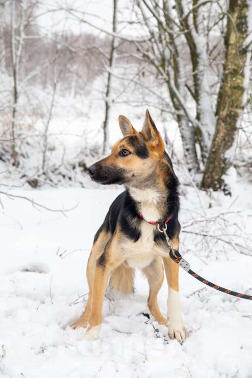 Собаки в Москве: Нежная квартирная девочка истосковалась в приюте Девочка, Бесплатно - фото 3