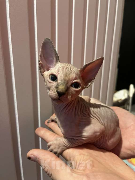 Кошки в Видном: Девочка розовая со стрелочками Девочка, 20 000 руб. - фото 3