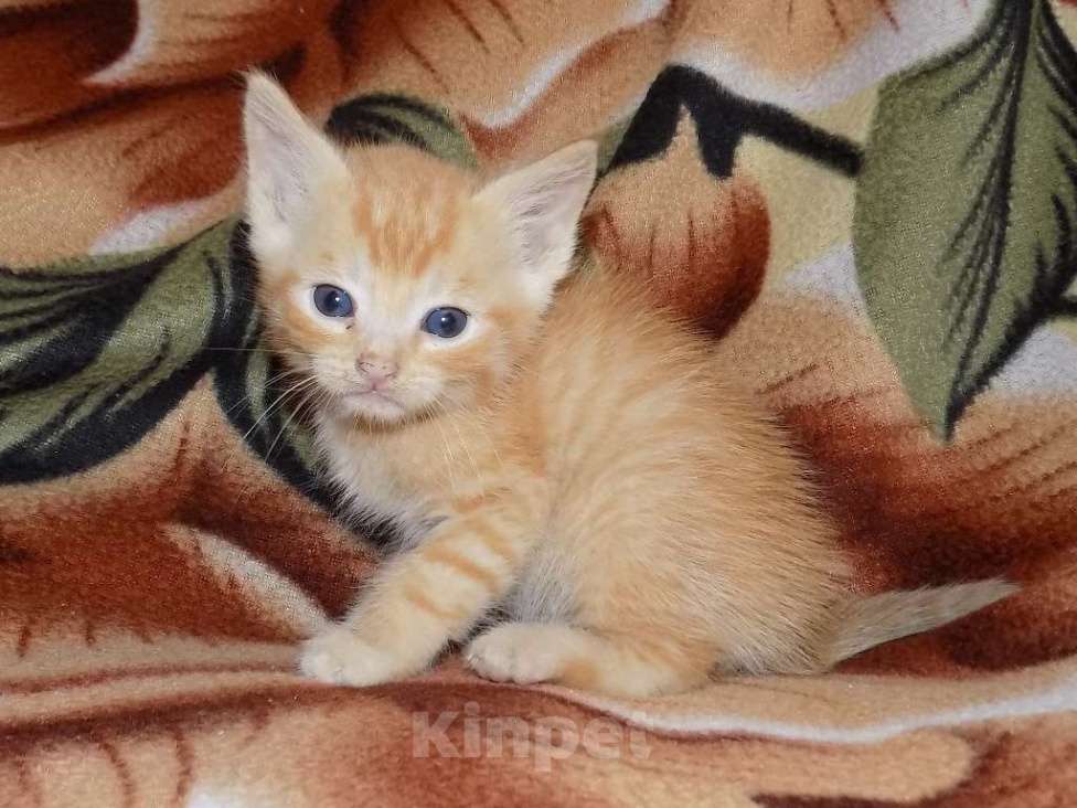 Кошки в Москве: Шотландские котята, метисы Мальчик, 6 000 руб. - фото 8