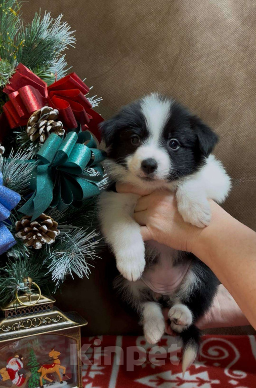 Собаки в других городах Московской области: Бордер колли очаровательная малышка Девочка, 70 000 руб. - фото 1