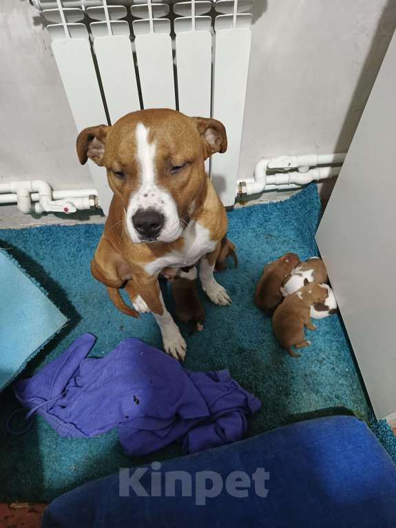 Собаки в Шахте: Продам кутят Девочка, 7 000 руб. - фото 2