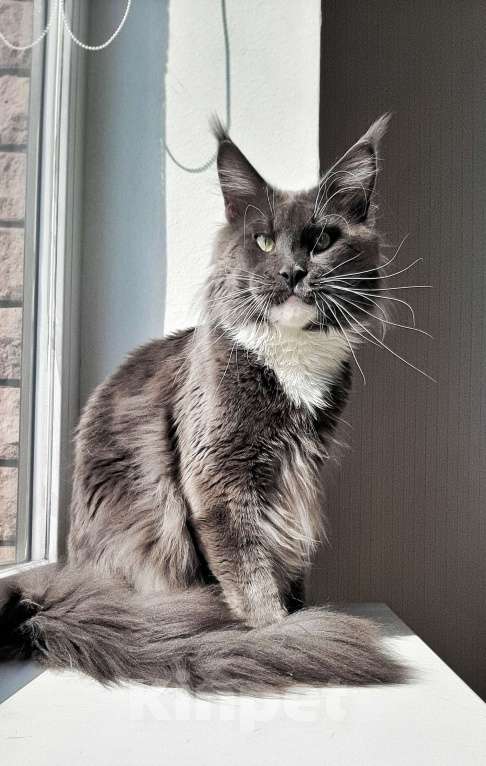 Кошки в Краснодаре: Котята мейн кун серебрянные Девочка, 45 000 руб. - фото 7